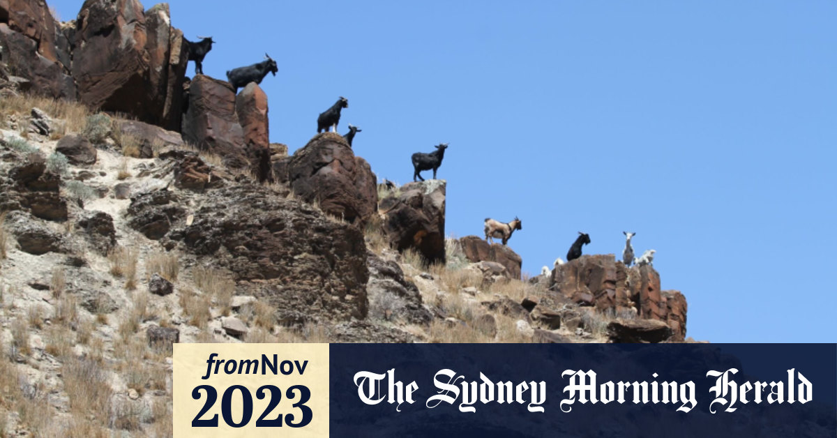 Feral goats Australia Cull options to include dingoes, drones and